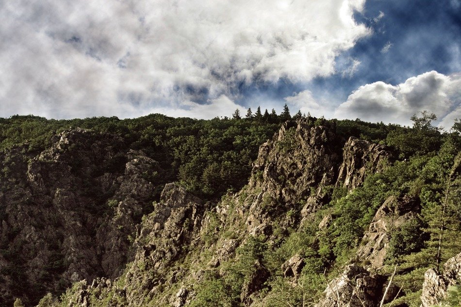 wild forest on the cliffs