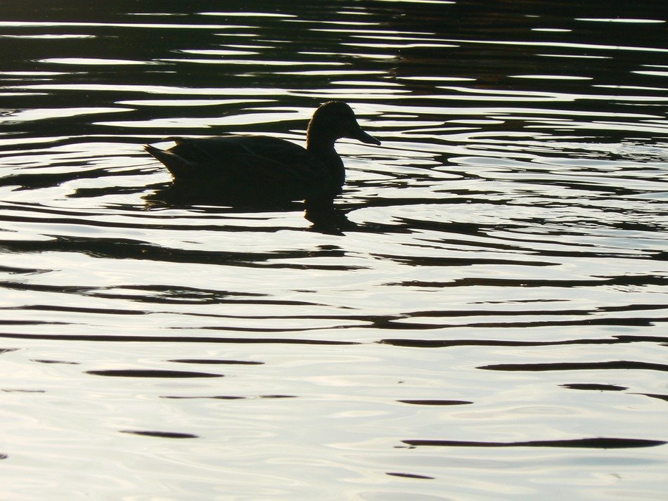 dark duck on the pond