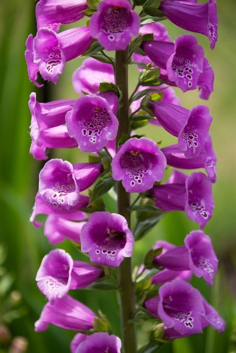 fabulous beautiful bells