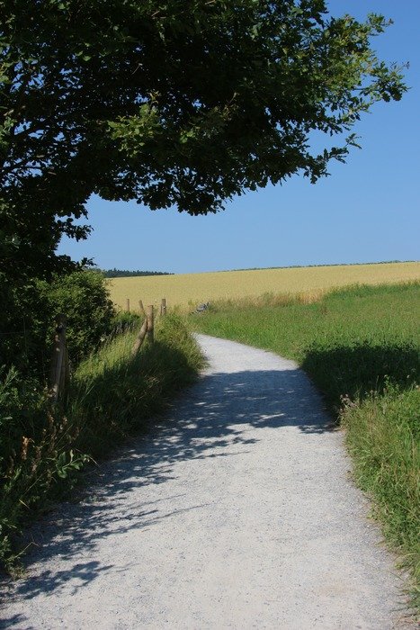 Green meadow near the road
