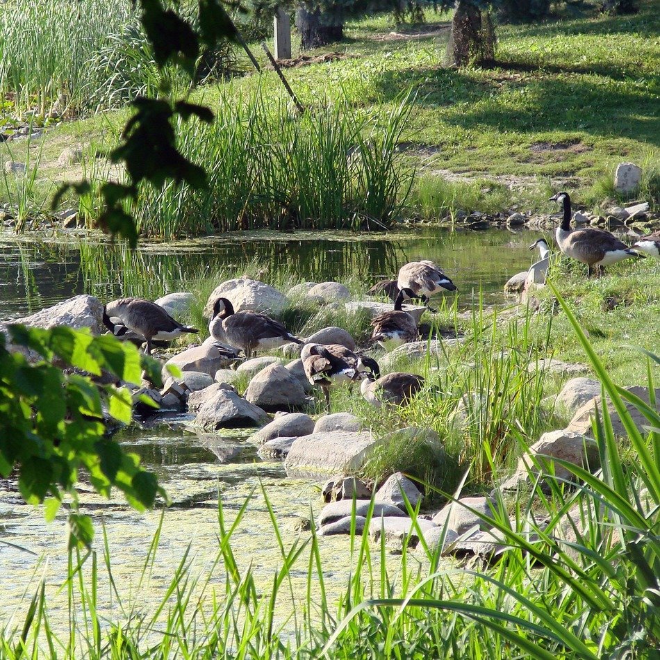 gaggle nature geese lake summer