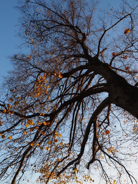 leafless linden in autumn