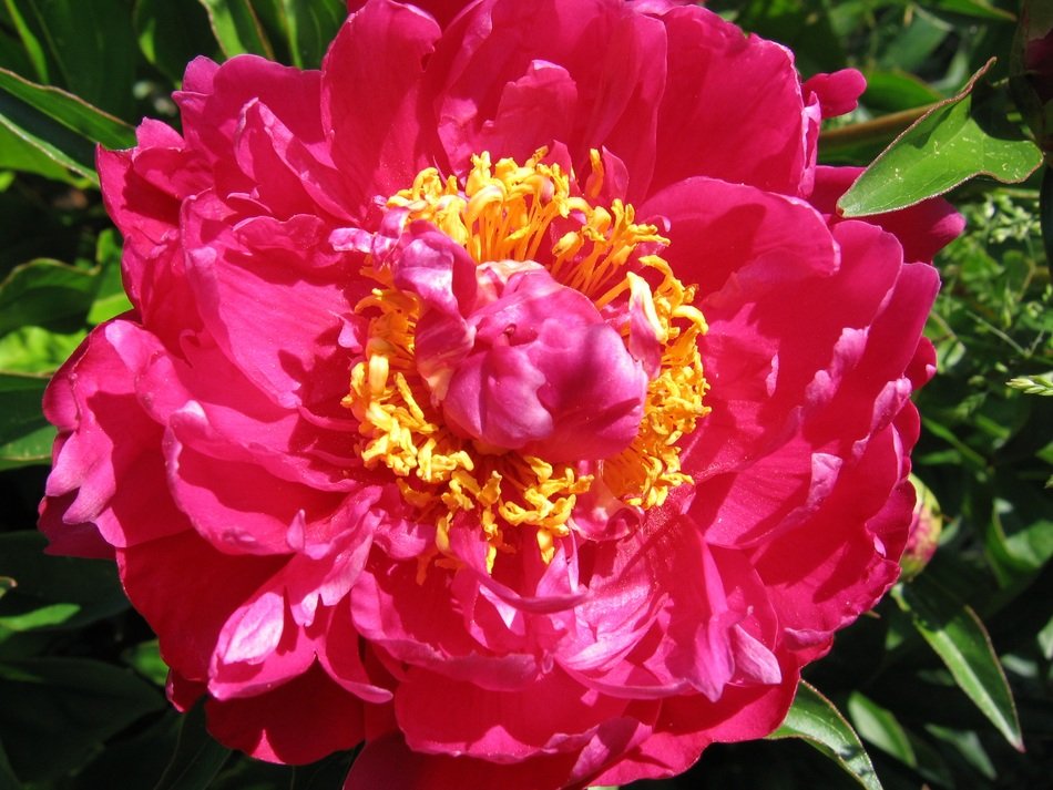 Picture of peony red blossoms