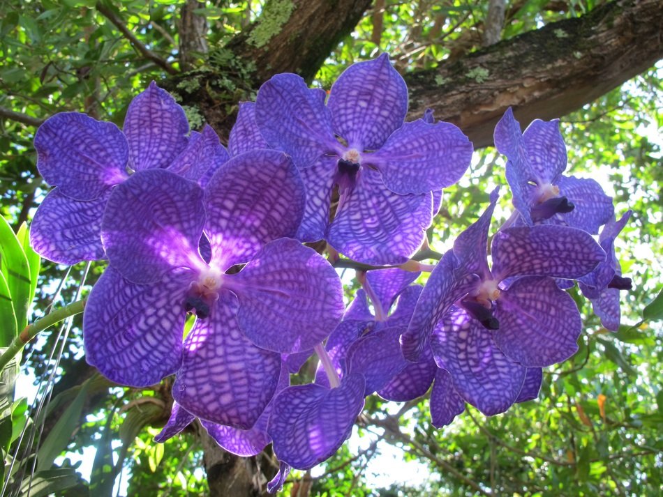 blue orchids on a background of a large green tree