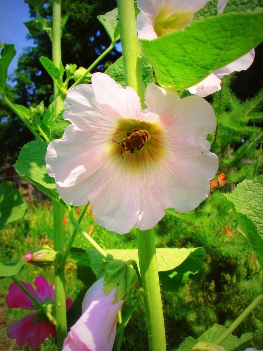 Hollyhock flowers in the beautiful garden