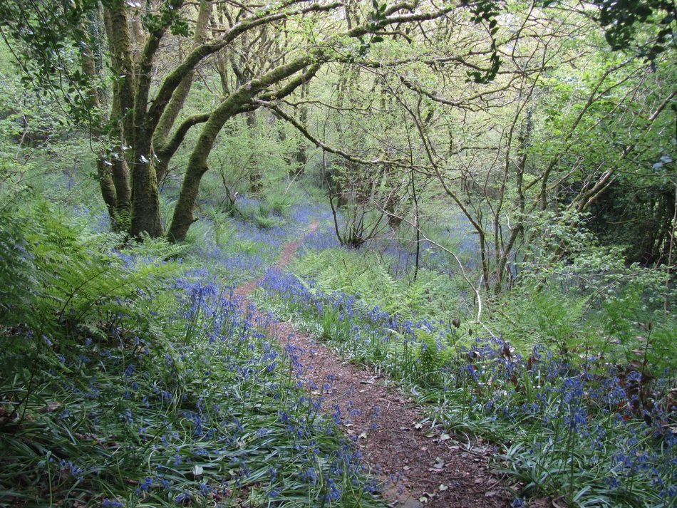 bluebells in the forest in wales