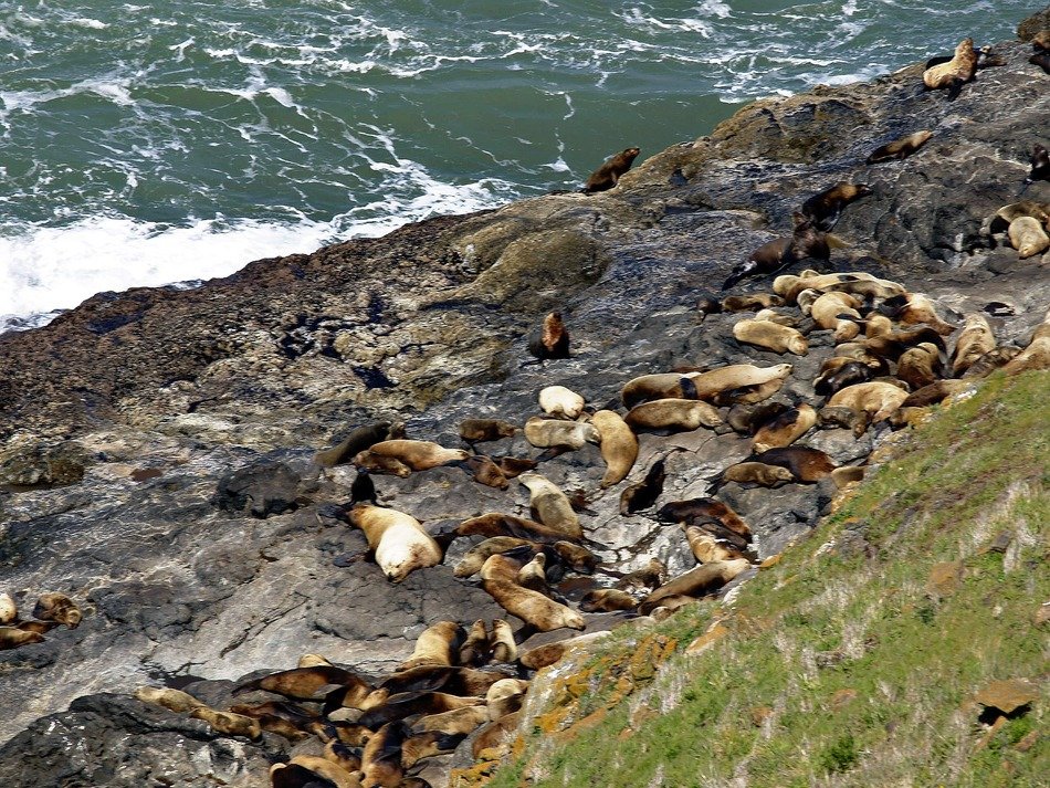 seals on rocky coast in oregon