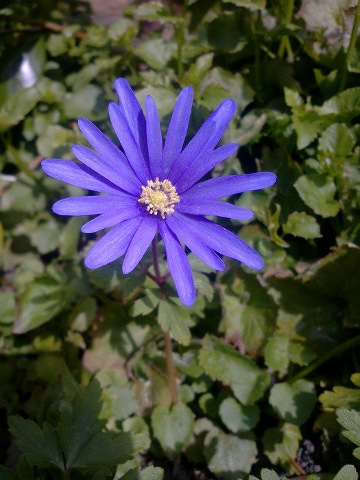 surprising beautiful purple flower