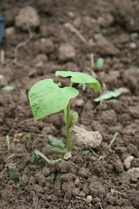 beans seedling in garden