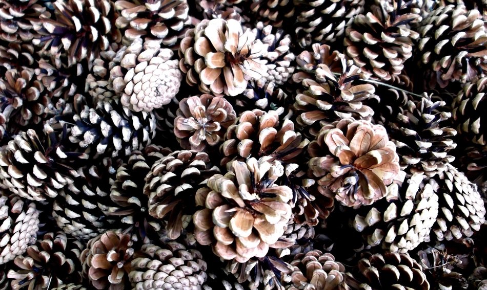 stunning pine cones
