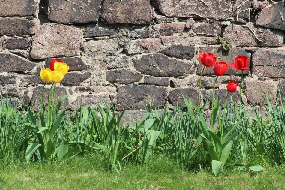 nature tulips wall easter