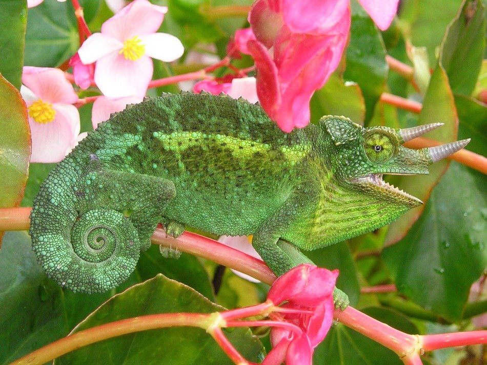 chameleon with three horns