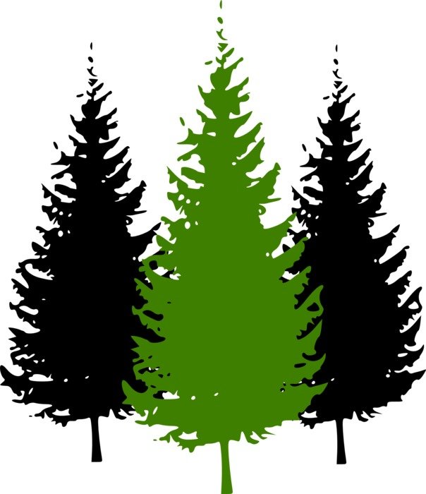 silhouettes of coniferous trees on a white background