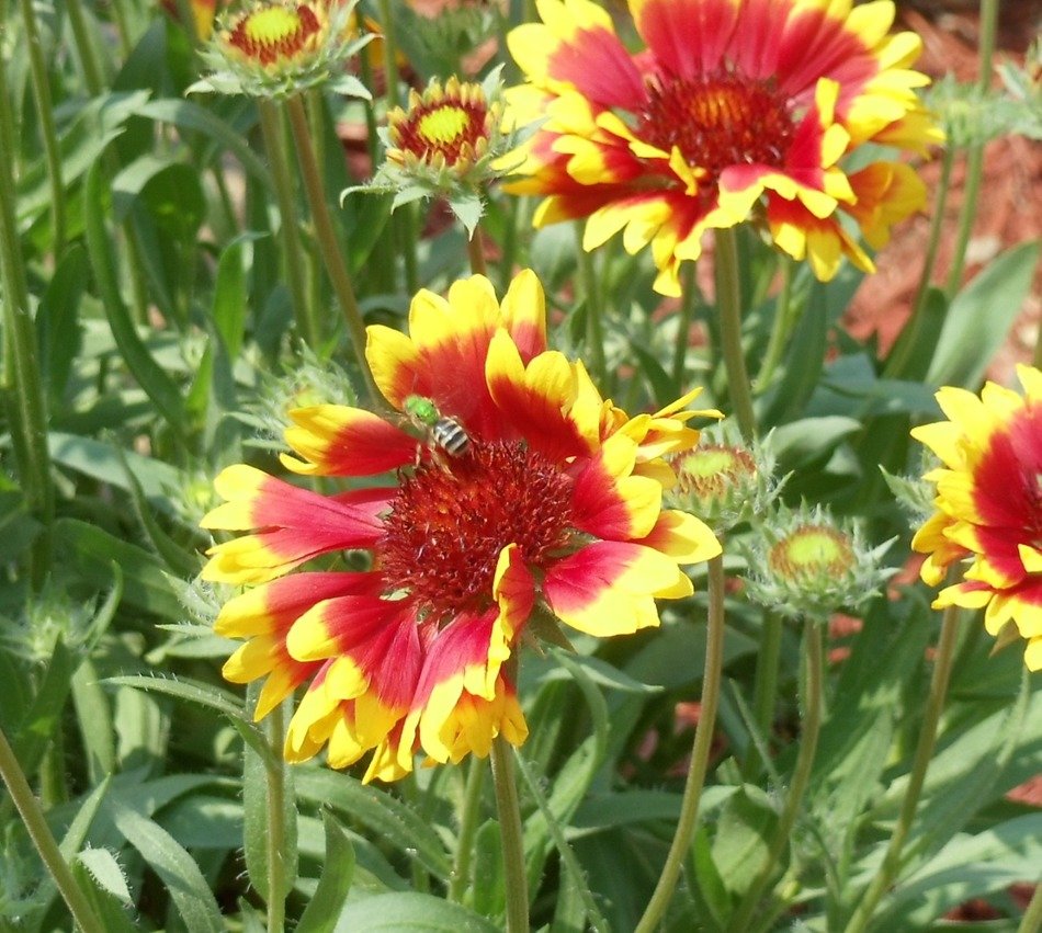 beautiful flowers of red color with a yellow rim grow in the meadow