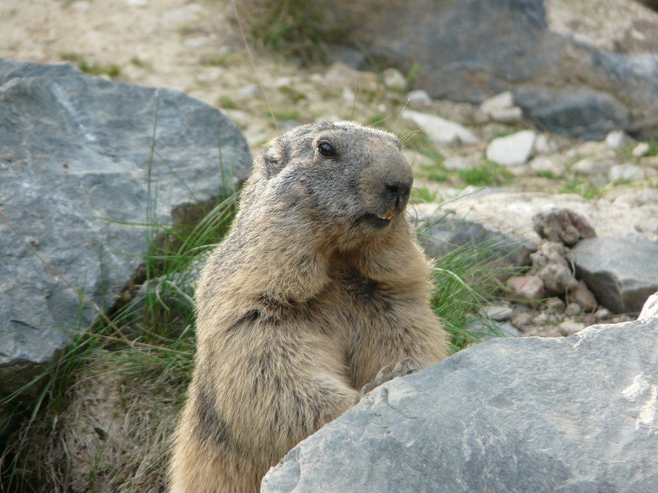 marmot among stones in the alps