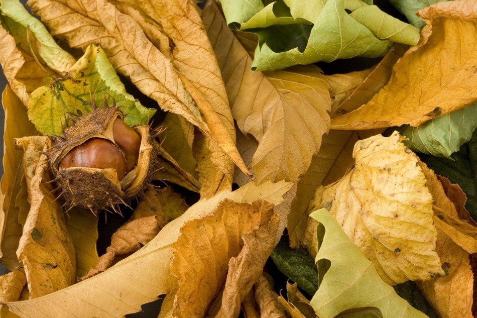 chestnut in the shell amongst autumn leaves