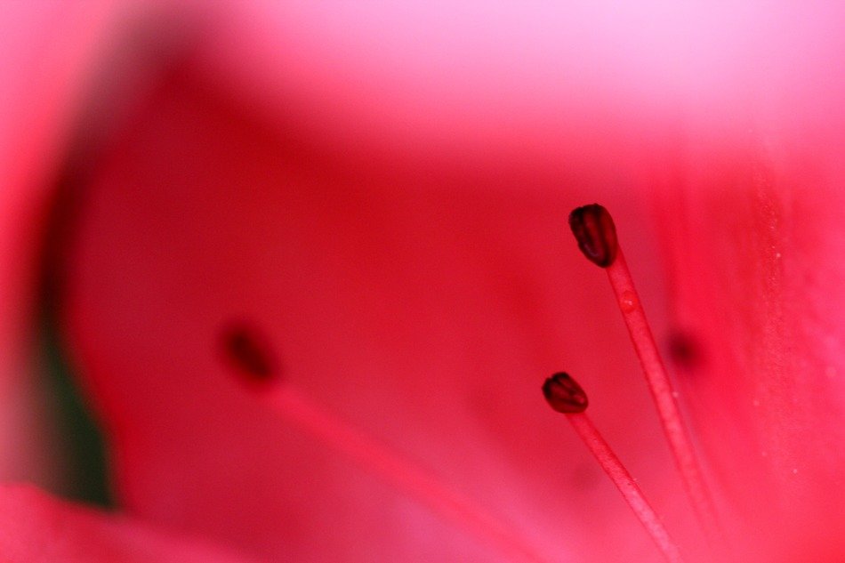 Macro photo of the beautiful, pink and red flower