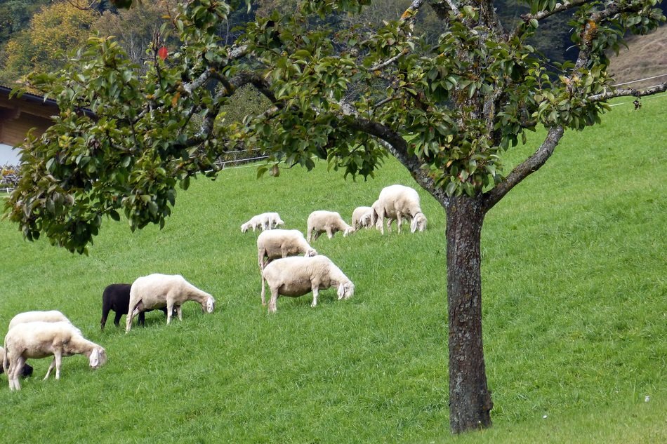 flock of sheep grazing on pasture