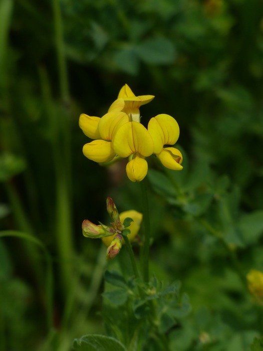 yellow lotus corniculatus blossom closeup