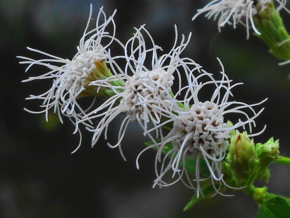 Picture of the spring flowers