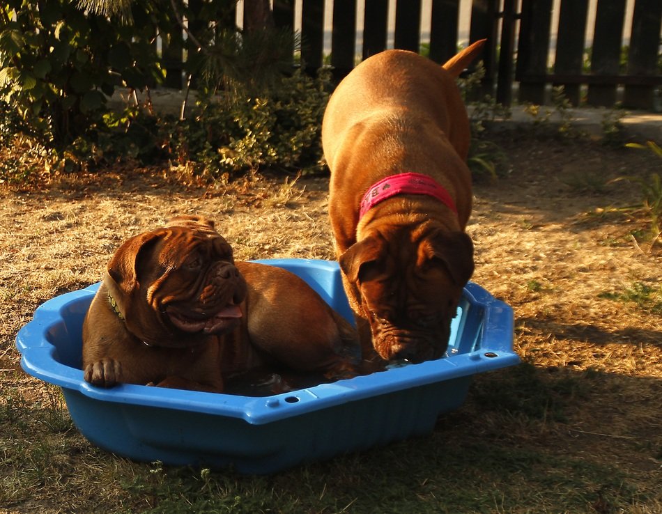 two big puppies in the bathtub