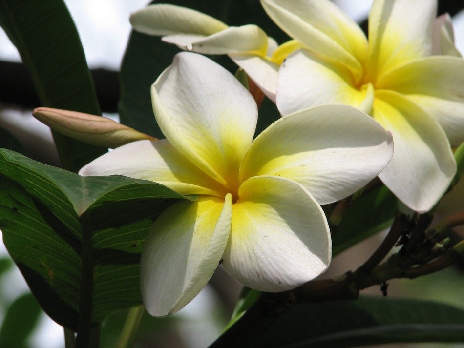 white-yellow frangipani flower