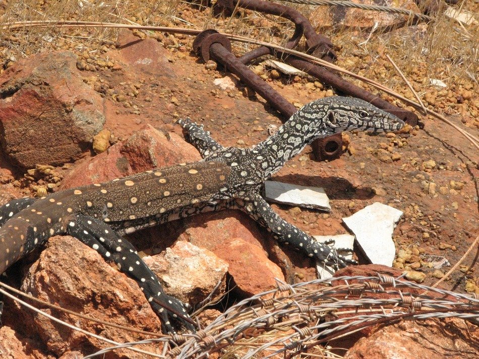 lizard lace monitor