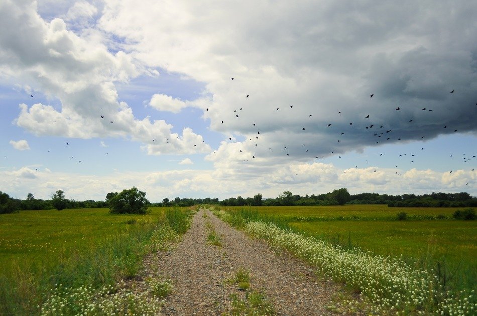 a flock of birds over a rural road