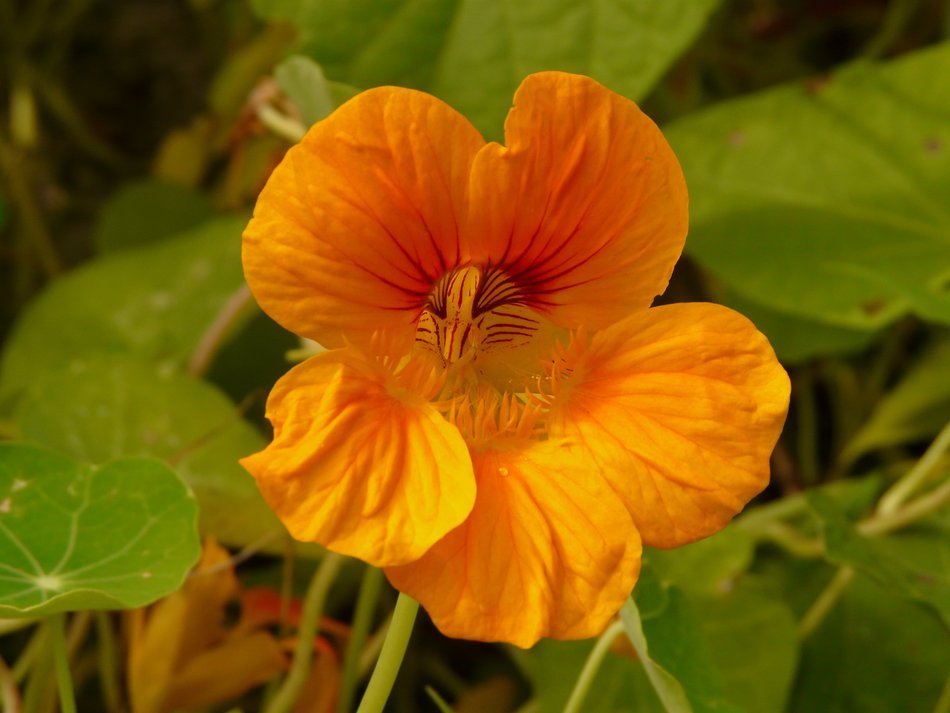 tropaeolum majus