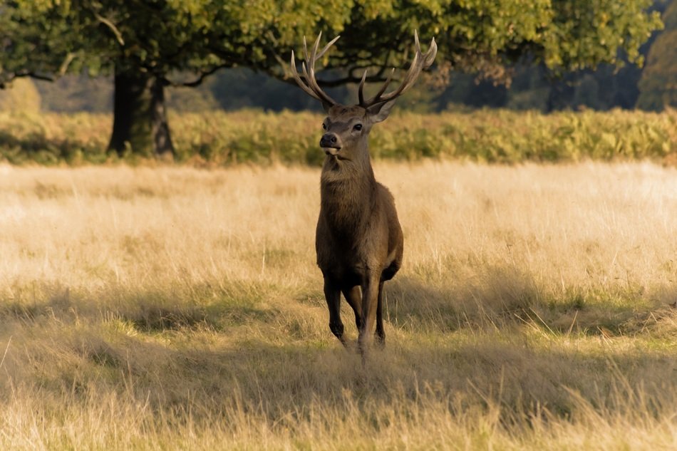 deer with high antlers in wild