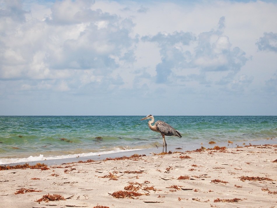 heron on the coast of florida