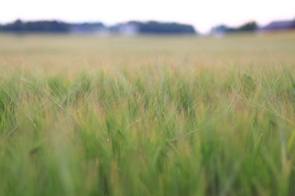 Landscape with the green field of wheat