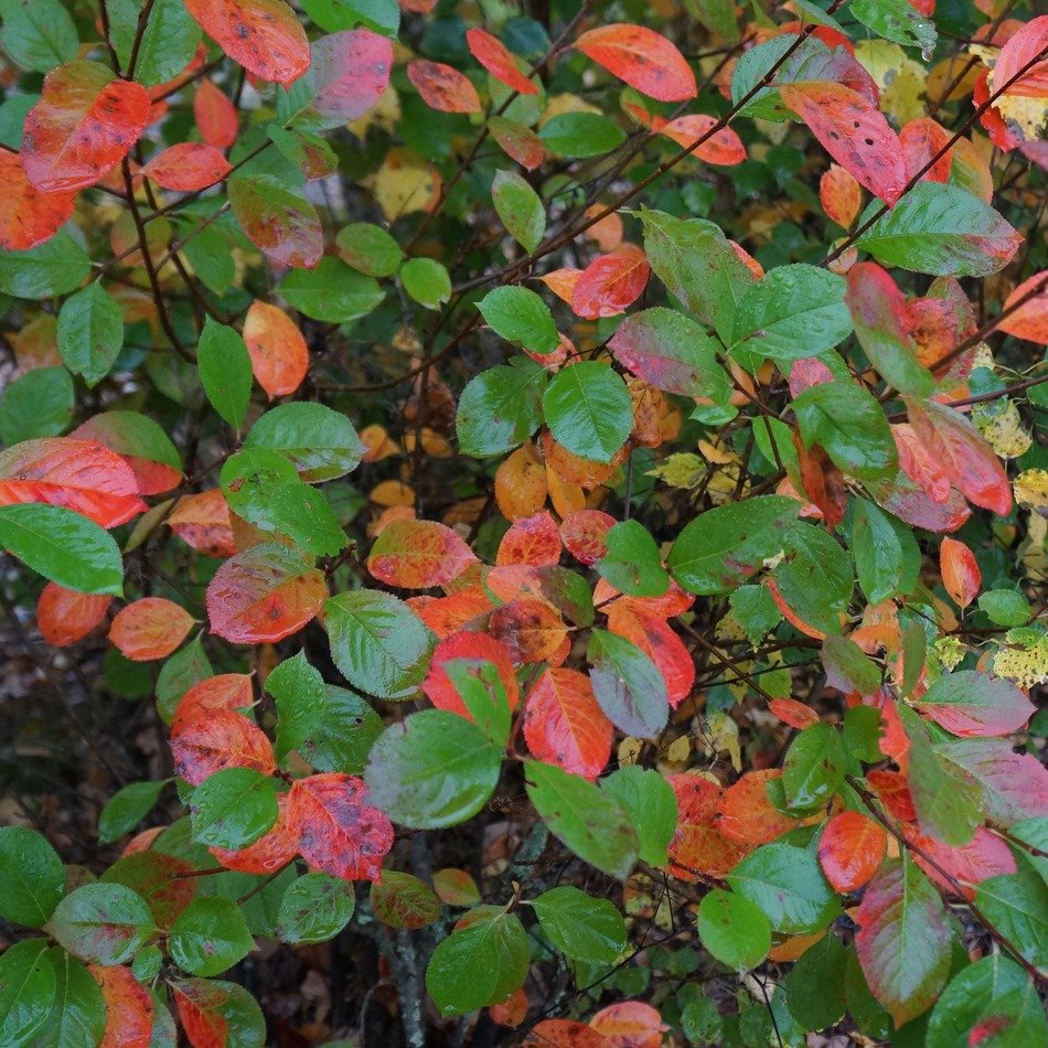 riot of colors in autumn