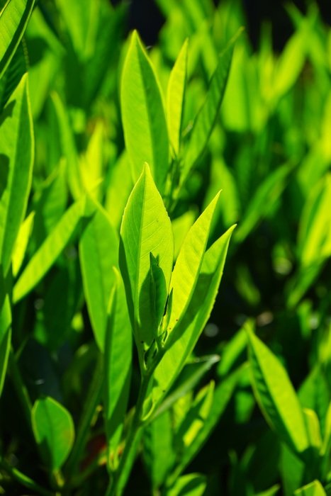 green bay leaves