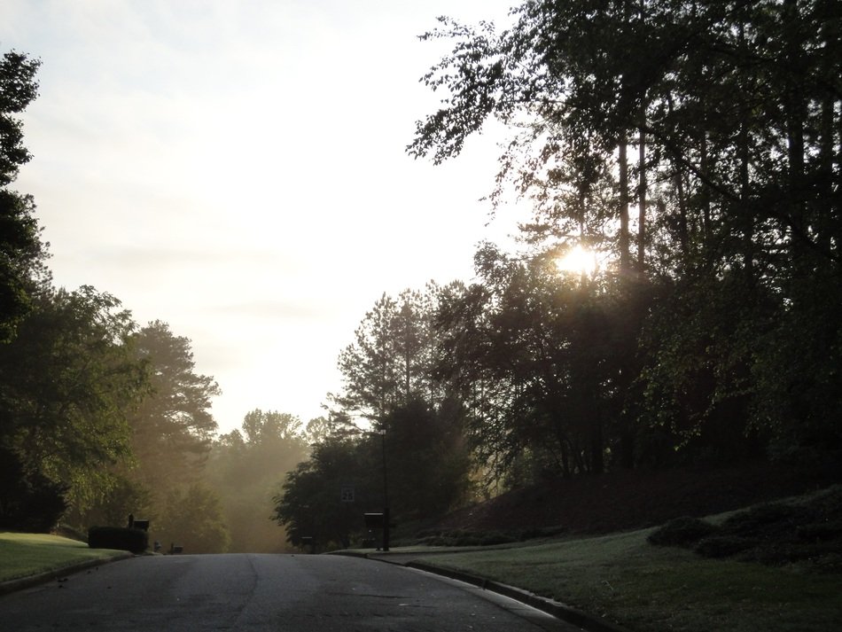 road in the sunlight among nature