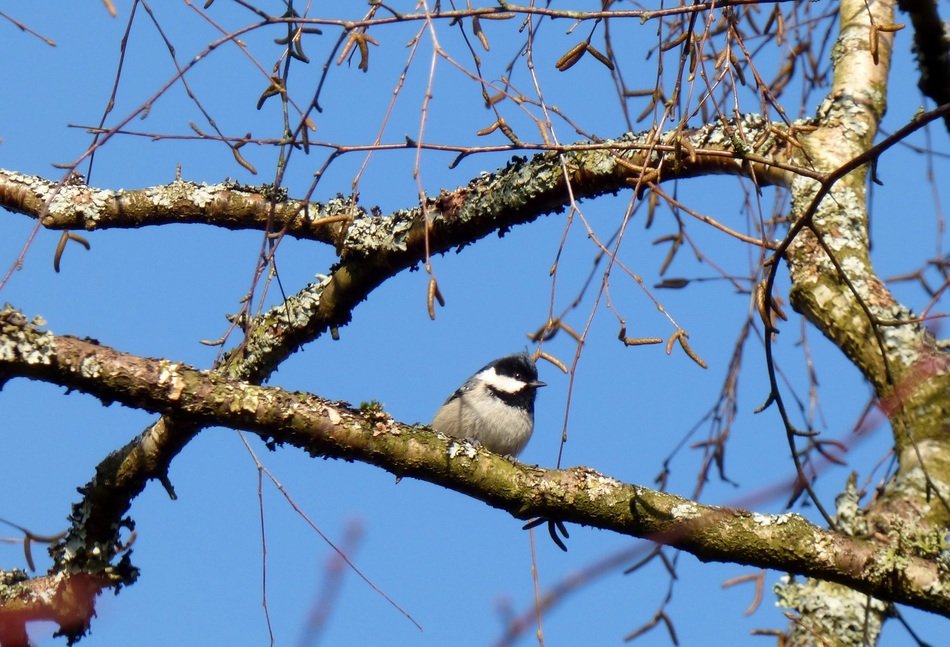 little bird on the tree branch