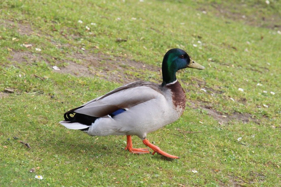 graceful duck on the grass