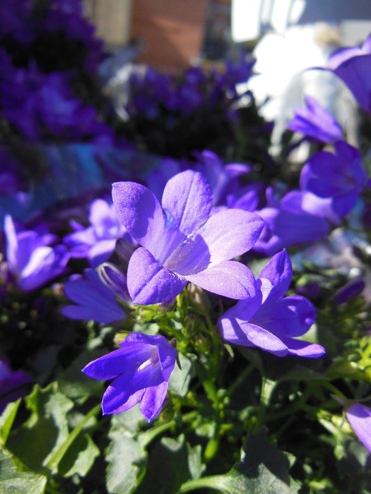 Beautiful and colorful bellflowers in springtime
