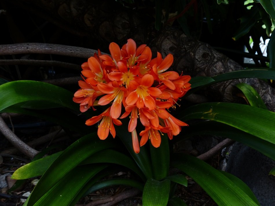 Amaryllidaceae or klivie