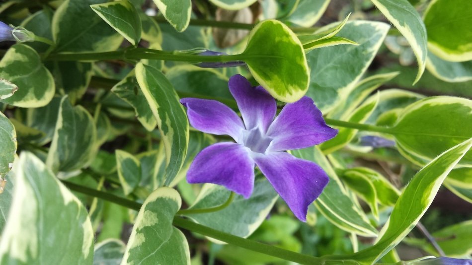 flower blue magnificent