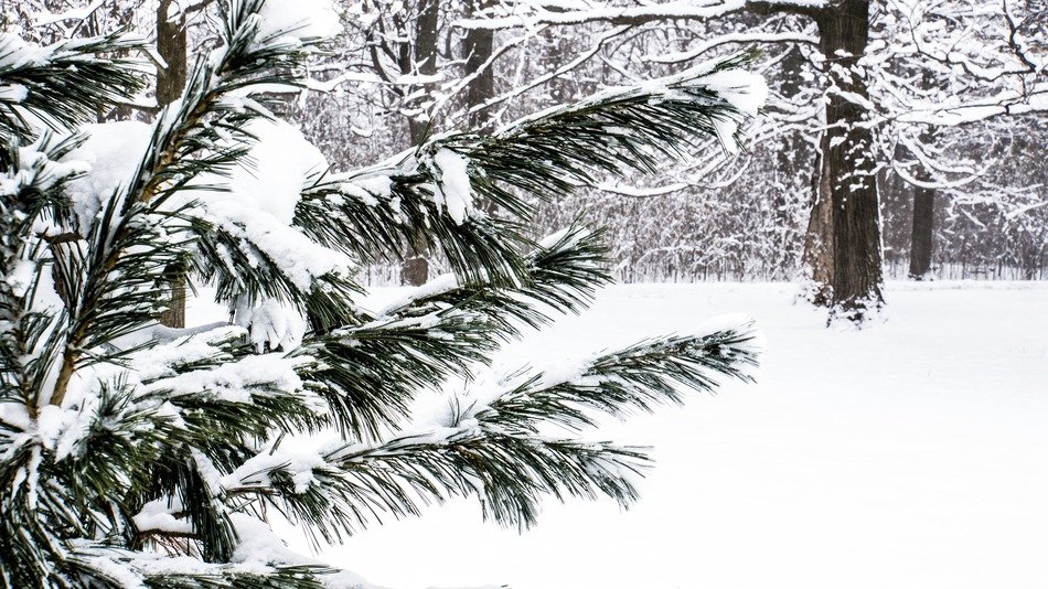 Landscape with the snow on the trees