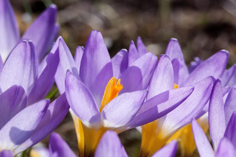 beautiful photo of spring crocuses