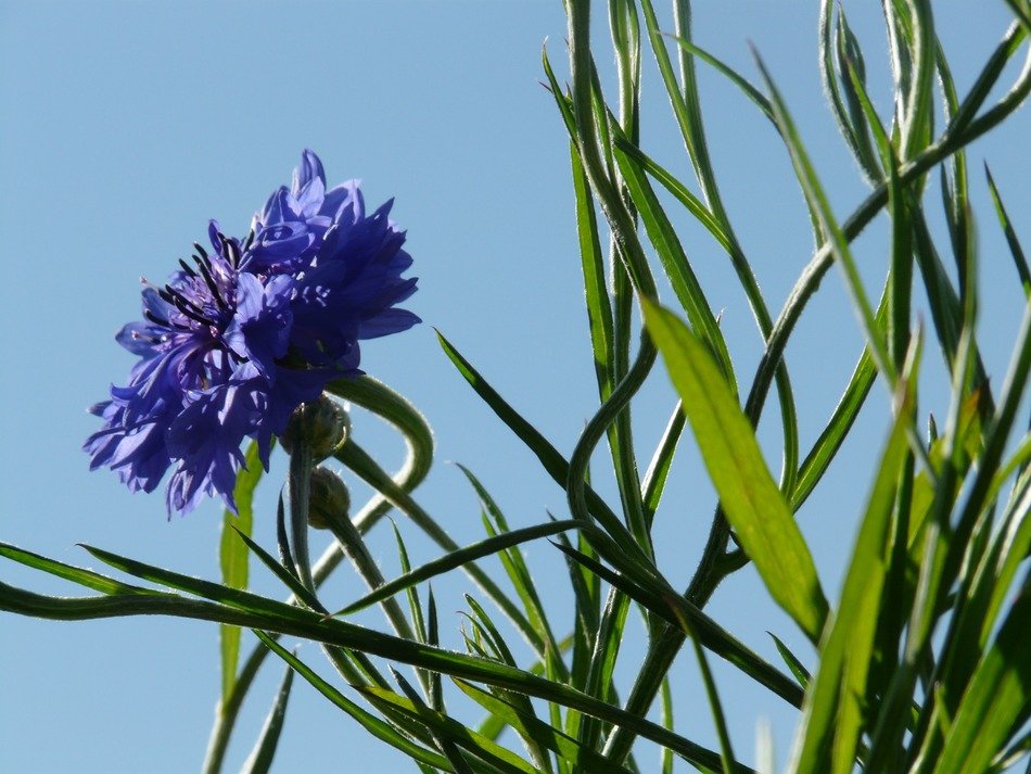 Knapweed in the summer