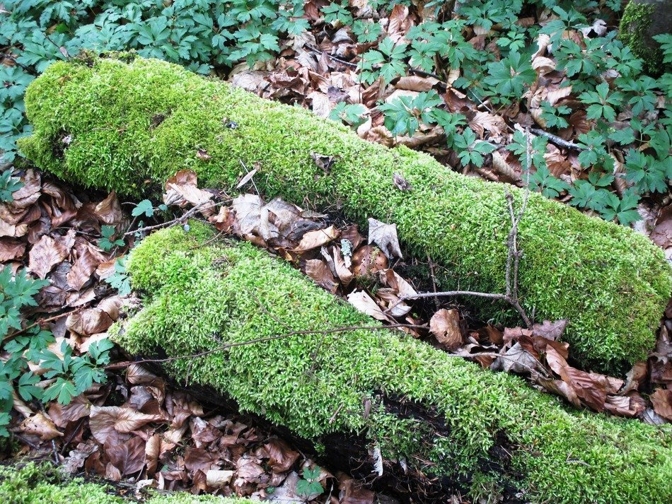 picture of the moss in a forest