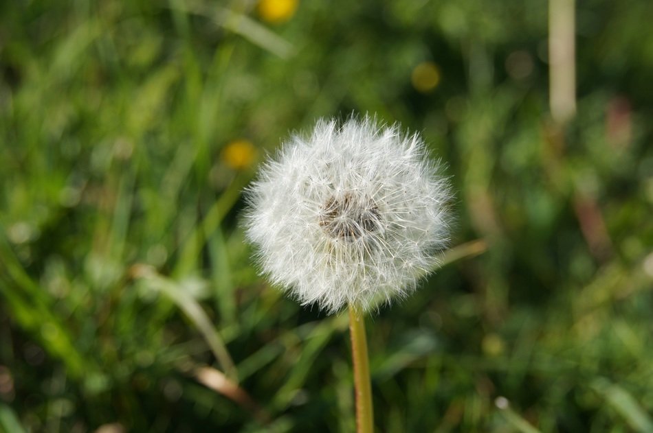 white dandelion on grass background