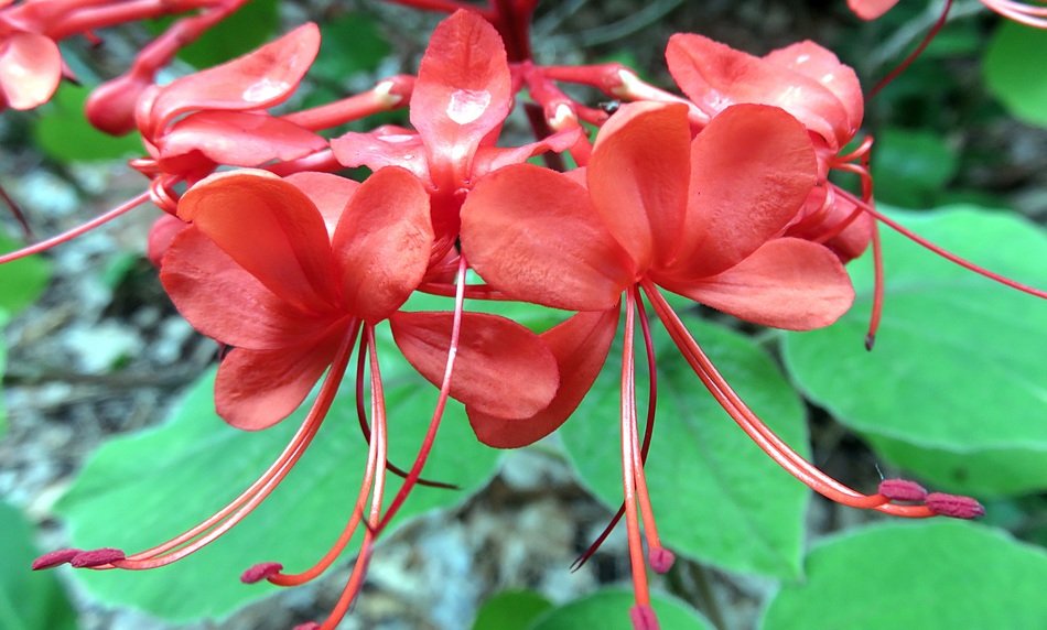 Red clerodendron plants in nature