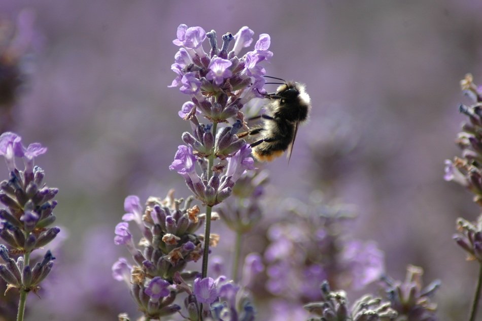 furry bee on purple lavender