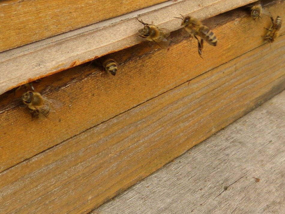 photo of bees on a background of a hive