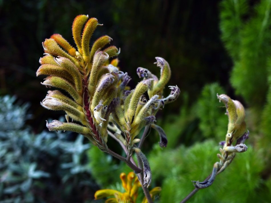 Beautiful Kangaroo's Paw in Western Australia