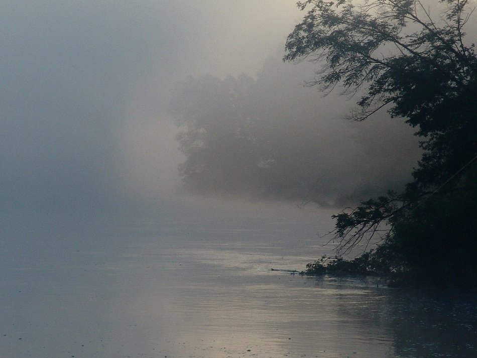 Drava river among the plants in the fog